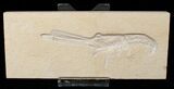 Fossil Lobster (Mecochirus) - Great D Preservation #15623-1
